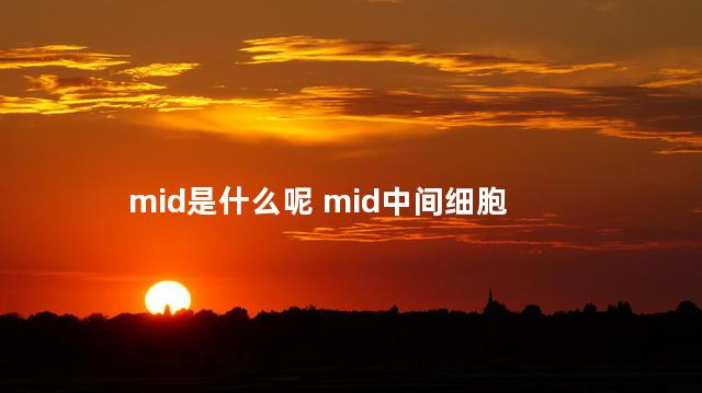 mid是什么呢 mid中间细胞